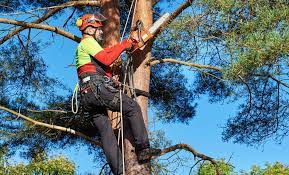 Tree Removal In Van Nuys: